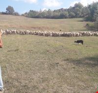 Cane al lavoro.jpg Cane al lavoro.jpg